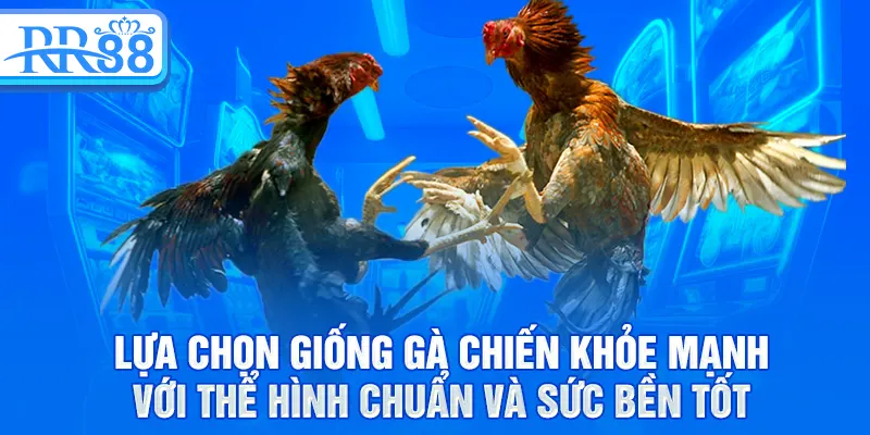 Đá Gà RR88 - Môn Truyền Thống Và Những Chiến Kê Huyền Thoại 1 Lựa chọn giống gà chiến khỏe mạnh với thể hình chuẩn và sức bền tốt